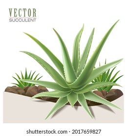 Illustration of an isolated aloe vera plants on top of few desert rocks.