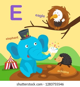 Illustration Isolated Alphabet Letter E-eagle,echidna,elephant.vector