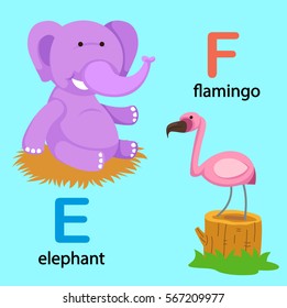 Illustration Isolated Alphabet Letter Eelephantfflamingo Vector Stock