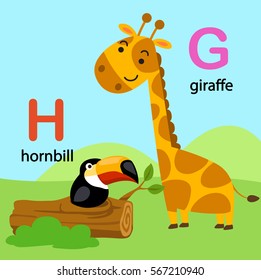 Illustration Isolated Alphabet Letter G-giraffe,H-hornbill, vector