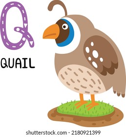 Illustration Isolated Animal Alphabet Letter Q-Quail