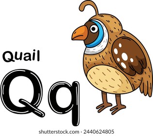 Ilustración Letra aislada del alfabeto animal Q-Quail