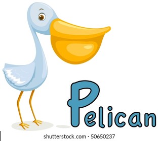 illustration of isolated animal alphabet P for pelican