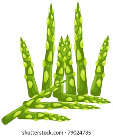 illustration of isolated asparagus on white background