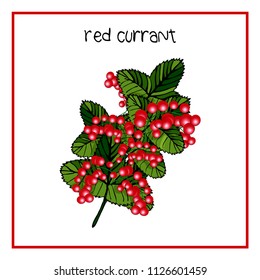 Illustration of isolated berries bushes. Blueberry, raspberry, blackberry, red currant, strawberry. EPS10