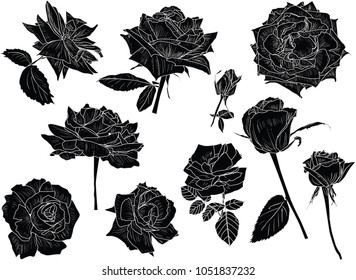 illustration with isolated black and white roses sketches