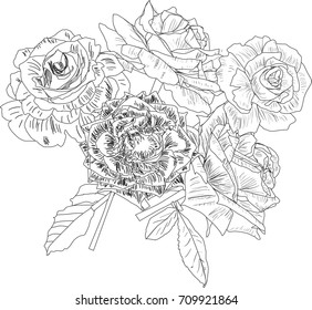 illustration with isolated black and white roses sketches