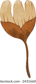 illustration, isolated, botany, leaf, nature, vector, plant, spring, rowan, branch ,brown leaf