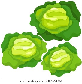 illustration of isolated cabbages on white background