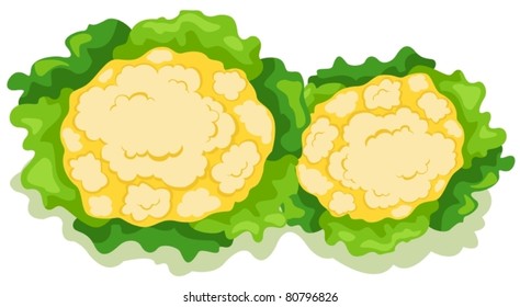 illustration of isolated cauliflower on white background