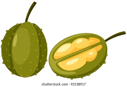 illustration of isolated durian fruits on white background