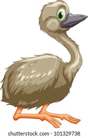 Illustration of isolated emu bird