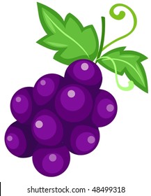 illustration of isolated grapes fruit on white background