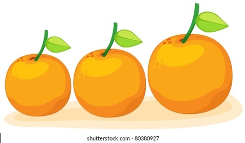 illustration of isolated group of oranges