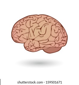 Illustration of an isolated human brain