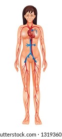 Illustration des isolierten menschlichen Kreislaufsystems - weiblich