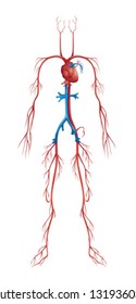 Illustration of isolated human circulatory system