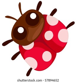 illustration of isolated lady bug on white background