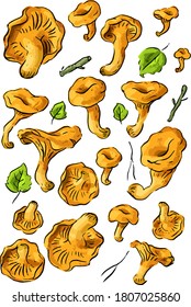 Illustration with isolated orange forest mushrooms chanterelles