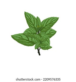 Illustration of isolated peppermint leaves on a white background. design vector