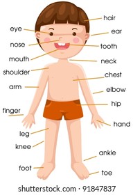 illustration of isolated vocabulary part of body on white