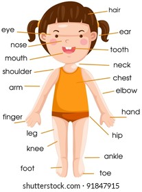 illustration of isolated vocabulary part of body on white