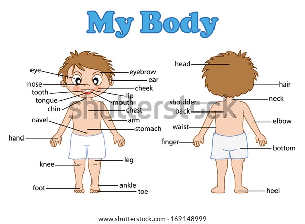 Illustration Isolated Vocabulary Part Body On Stock Vector (Royalty ...