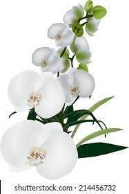 illustration with isolated white large orchid flowers