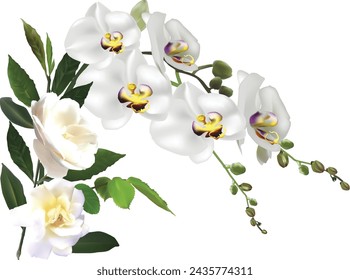 illustration with isolated white large orchid flowers