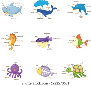 Illustration of isolation vocabulary part of body marine life.vector