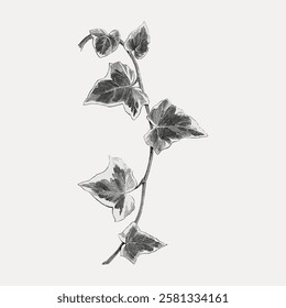 Illustration of ivy leaves on a vine. Black and white ivy drawing. Detailed ivy leaves. Botanical art of ivy.