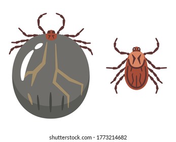 Illustration of ixodidae on white background.