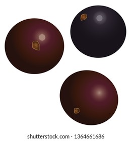 Illustration of the Jabuticaba