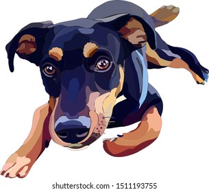 Illustration of Jagdterrier. Vector, EPS10