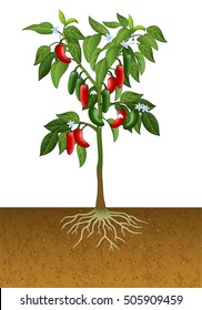 Illustration Of Jalapeno Pepper Plant