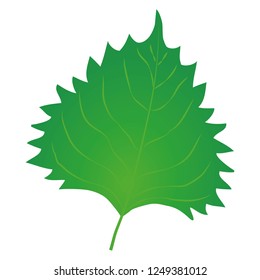 Illustration of the Japanese basil