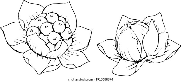 Illustration of japanese butterbur scape drawn with a pen