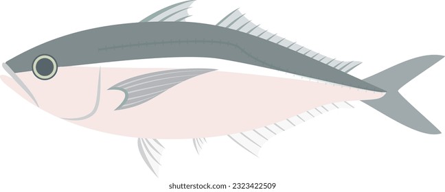 illustration of Japanese horse mackerel 