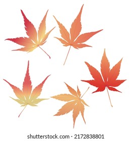Illustration of Japanese maple, Vector illustration