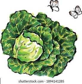 Illustration of Japanese style cabbage