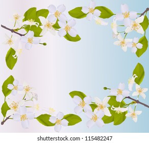 illustration with jasmin flowers on light background