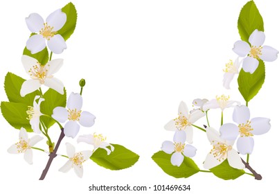 illustration with jasmin flowers on white background