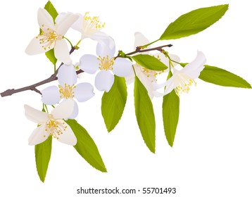 illustration with jasmin flowers on white background