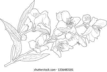 illustration with jasmin flowers silhouette on white background