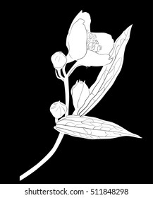 illustration with jasmin flowers silhouette on black background