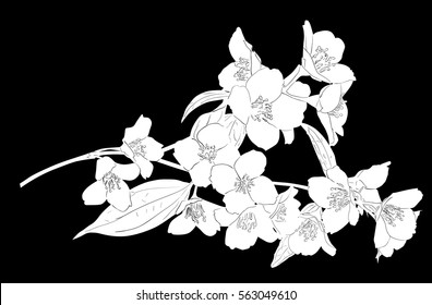 illustration with jasmin flowers silhouette on black background