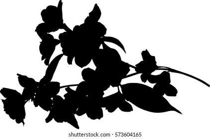 illustration with jasmin flowers silhouette on white background