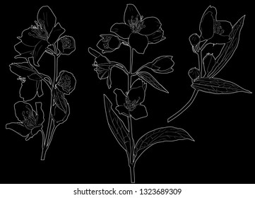 illustration with jasmin flowers silhouettes on black background