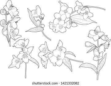 illustration with jasmin flowers silhouettes on white background