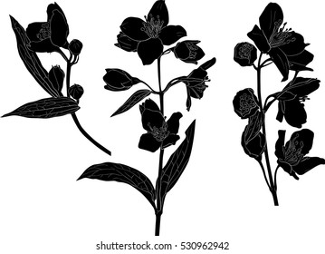 illustration with jasmin flowers silhouettes on white background